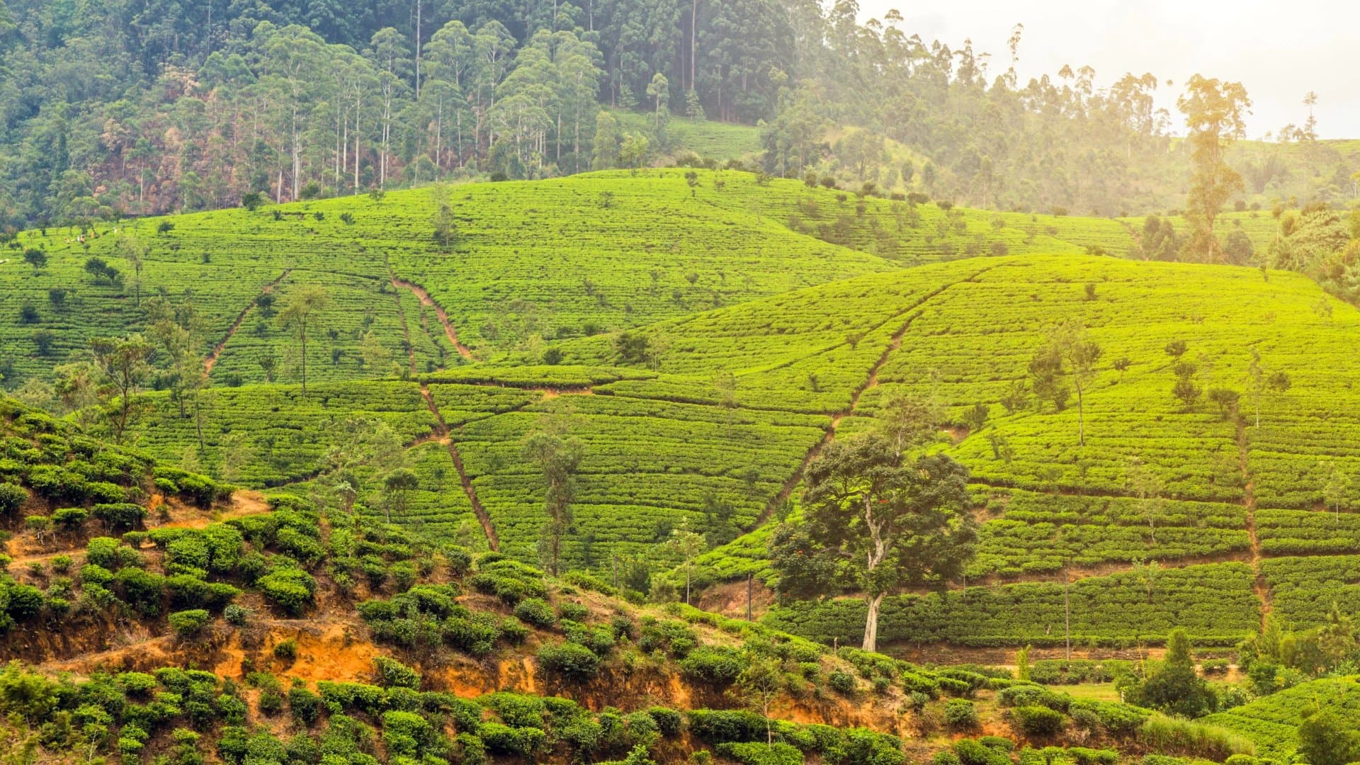 清萊 Choui Fong 茶園泰北高山茶體驗