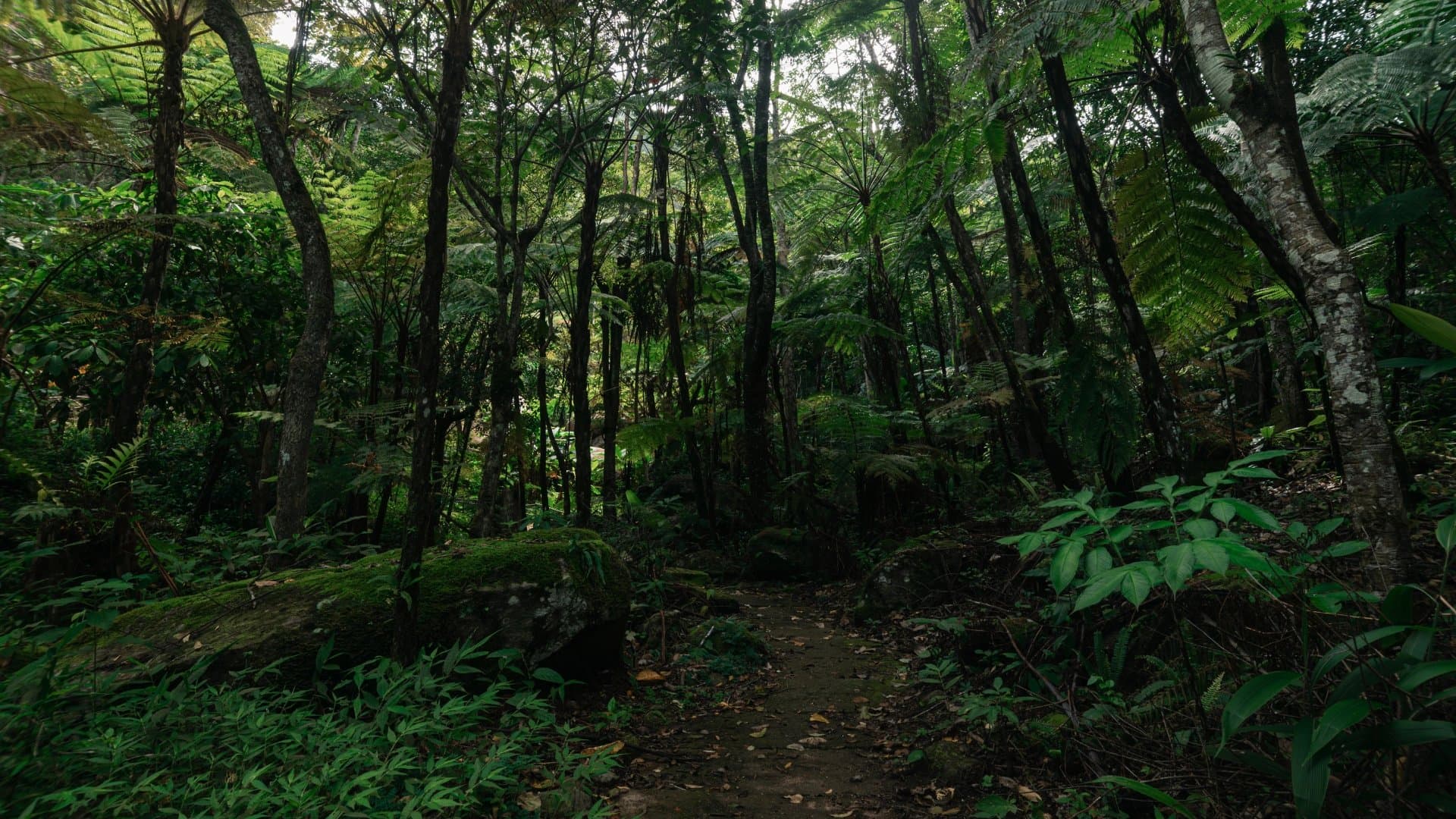 富國島國家公園叢林熱帶植被與步道