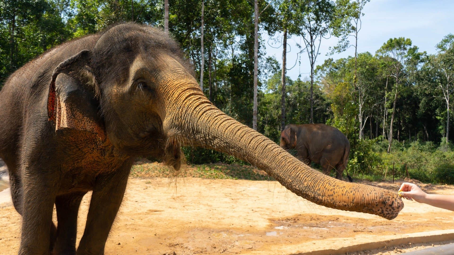 Vinpearl Safari 富國動物園露天車與草原動物